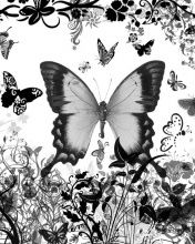 Butterfly