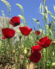 Poppy
