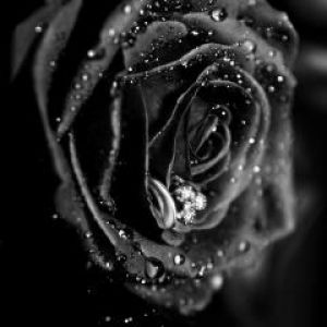 Black Rose