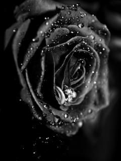 Black Rose