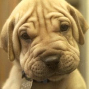 Shar pei 