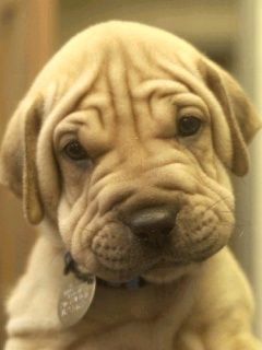 Shar pei 