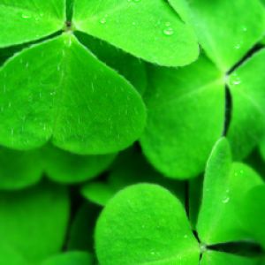Clover