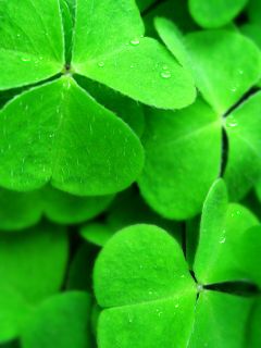 Clover