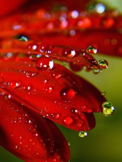 Red Gerbera