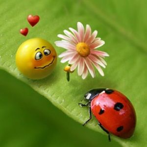 LadyBug