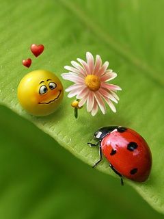 LadyBug