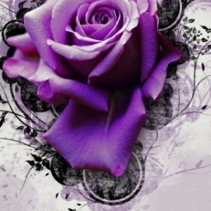 Purple Rose