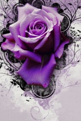 Purple Rose