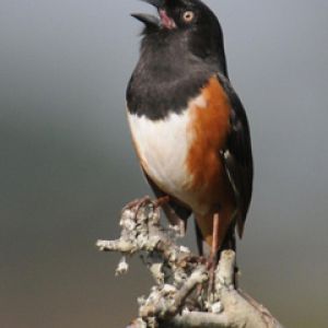 Towhee