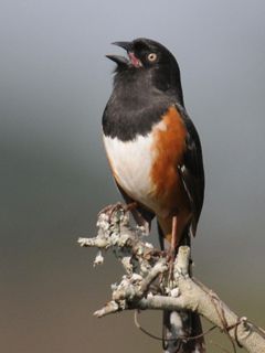 Towhee