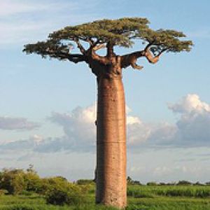 Adansonia grandidieri