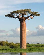 Adansonia grandidieri