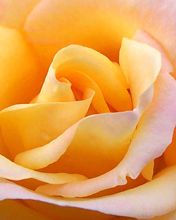 Yellow Rose