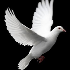 Dove