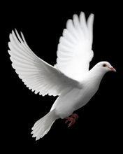 Dove