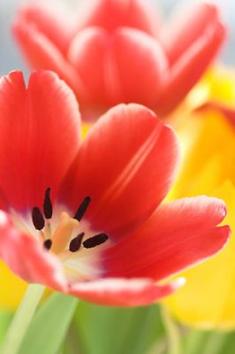 Tulip
