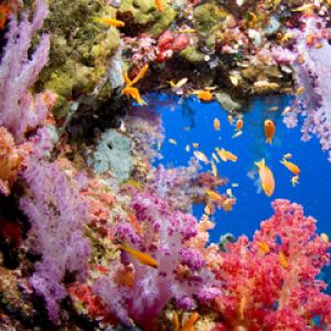 Exploring Coral Reef - Sanganeb - Sudan