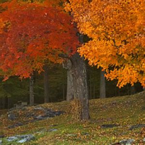 Vermont Autumn Cliche