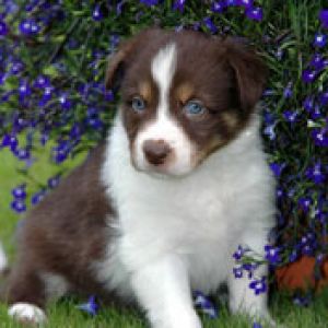 Border collie