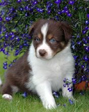 Border collie