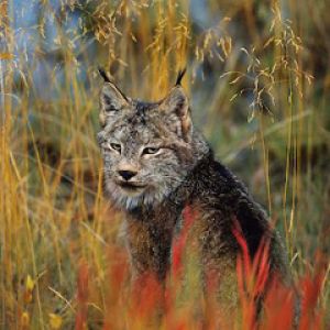 Canadian Lynx Yukon