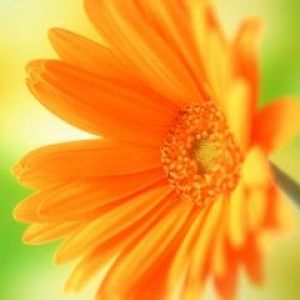 Gerbera