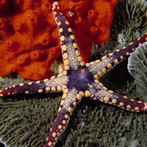 Starfish - Malaysia