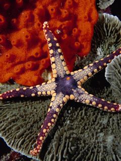 Starfish - Malaysia