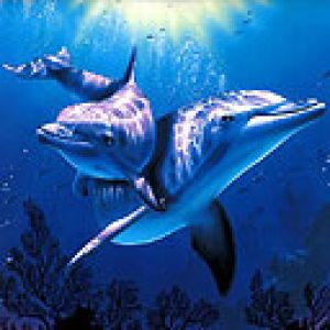 Delfiny
