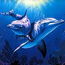Delfiny
