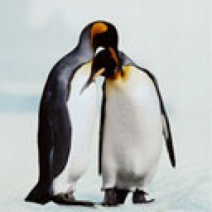 King Penguin 