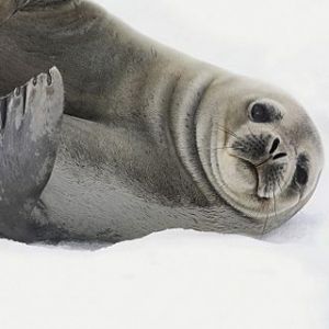 Antarktis Seehunde 