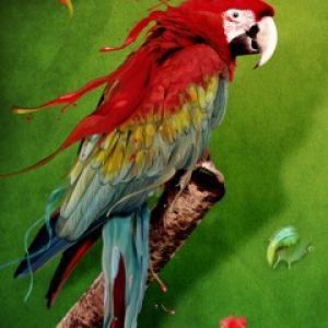 Parrot