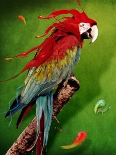 Parrot