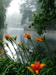 Morning fog