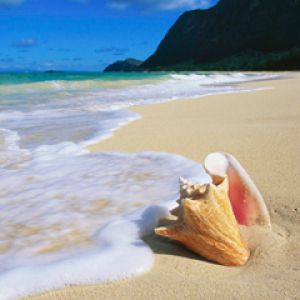 Conch Shell - Hawaii