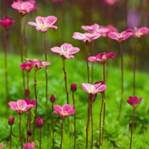 Pink Flowers