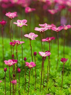 Pink Flowers