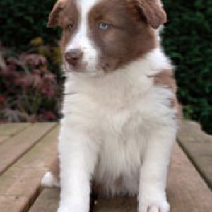 Border Collie