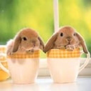 Two Rabbits