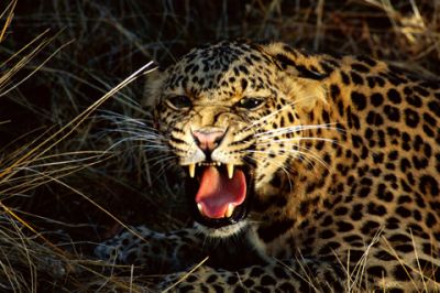 Hrozivý leopard revúci