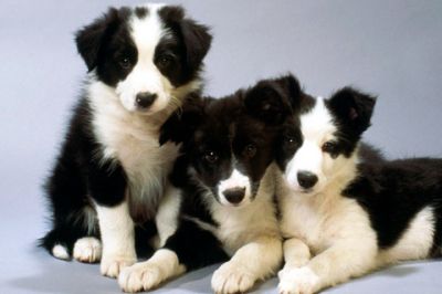 Border Collie