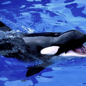 Orca