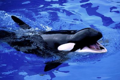 Orca
