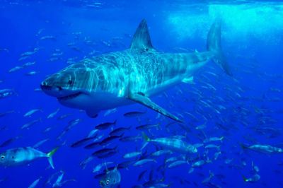Shark