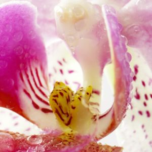 Orchidea