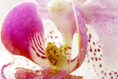 Orchidea