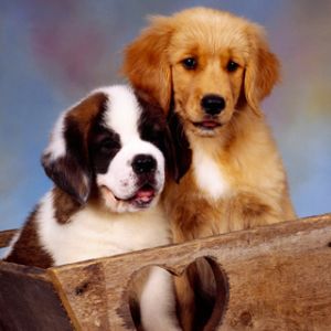 St Bernard and Golden Retriever