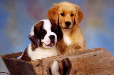 St Bernard and Golden Retriever